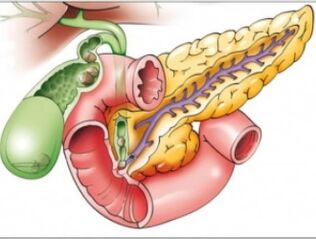 pancreas